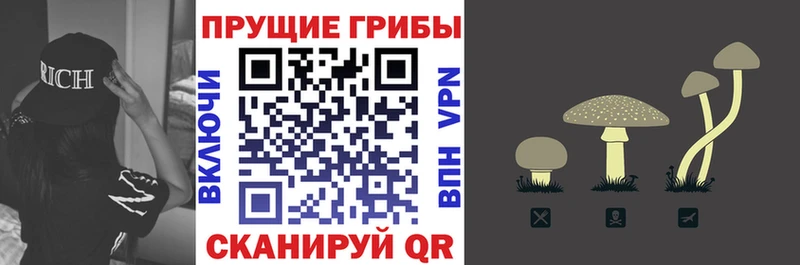 где продают наркотики Моздок Псилоцибиновые грибы прущие грибы